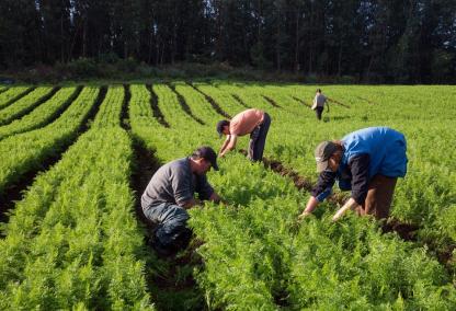 PGE-RJ Ganha Liminar no STF para Manter Convênio para Agricultura Familiar